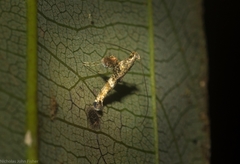 Cyphosticha panconita