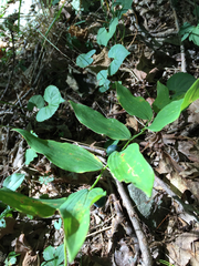 Polygonatum