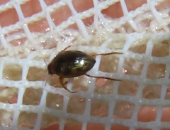 Haliplidae