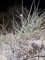 (c) portioid, some rights reserved (CC BY) Prunus scoparia, photograph (c) portioid, some rights reserved (CC BY)
