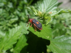Coelomera bipustulata