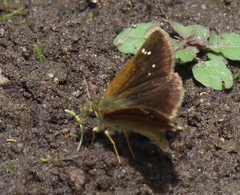Piruna pirus