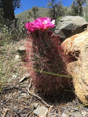 Sclerocactus polyancistrus