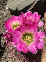 Sclerocactus polyancistrus