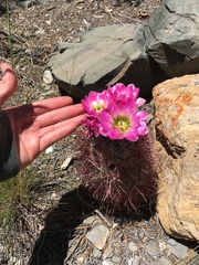 Sclerocactus polyancistrus