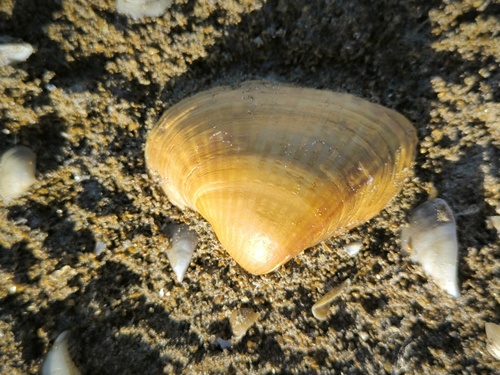 Didacna trigonoides