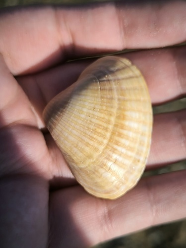 Didacna trigonoides