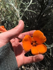 Calochortus kennedyi kennedyi
