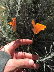 Calochortus kennedyi kennedyi