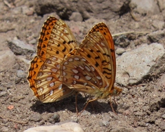 Speyeria hesperis ratonensis