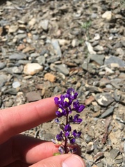 Lupinus flavoculatus