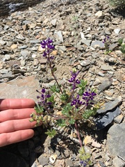 Lupinus flavoculatus