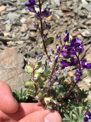 Lupinus flavoculatus