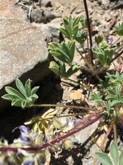 Lupinus flavoculatus
