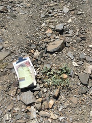 Astragalus cimae sufflatus