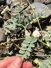 Astragalus cimae sufflatus