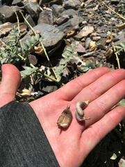 Astragalus cimae sufflatus