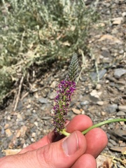 Dalea searlsiae