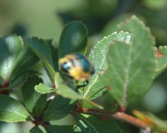 Monocesta ducalis