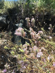 Phacelia vallis-mortae