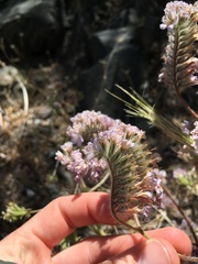 Phacelia vallis-mortae