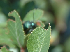 Monocesta ducalis
