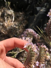 Phacelia vallis-mortae
