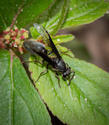 Polybia ignobilis photo 3