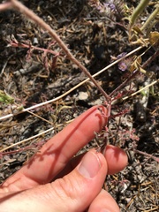 Phacelia vallis-mortae