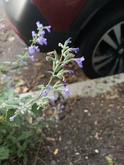 Nepeta