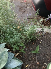 Nepeta