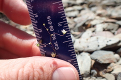 Nemacladus inyoensis