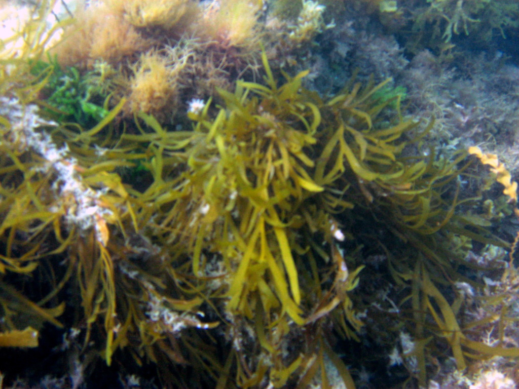 Scytothalia