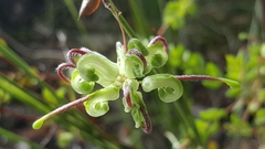 Grevillea mucronulata
