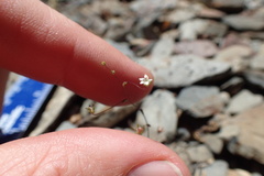 Nemacladus inyoensis