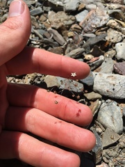 Nemacladus inyoensis