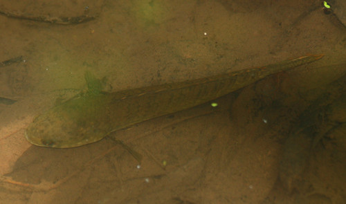 Channa gachua