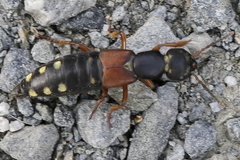 Staphylinus erythropterus