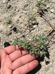 Ipomopsis polycladon