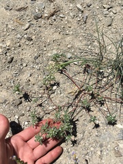 Ipomopsis polycladon