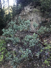 Arctostaphylos viscida
