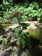 Hylotelephium telephioides