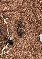 Stropenron hieroglyphica