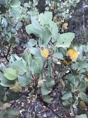 Arctostaphylos viscida