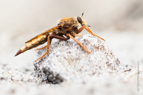 Hornet Robber Fly, photo 3 of 7