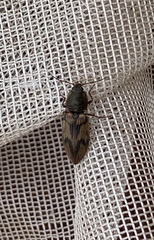 Stropenron hieroglyphica