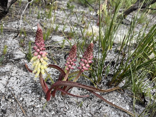 Lachenalia lutzeyeri