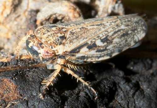 Phlepsanus nigrifrons