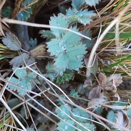 Acaena caesiiglauca (Acaena caesiiglauca)