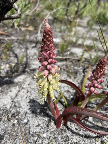 Image of Lachenalia lutzeyeri by (c) Charleen Brunke, some rights reserved (CC BY)